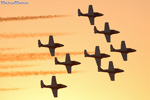 snowbirds.7685s.jpg