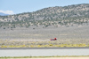 Reno_2014-10375t.jpg