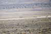 Reno_2014-72582t.jpg