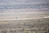 Reno_2014-72583t.jpg