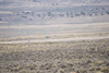 Reno_2014-72584t.jpg