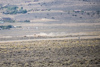 Reno_2014-72590t.jpg