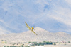 Reno_2014-64575t.jpg