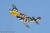 P-51